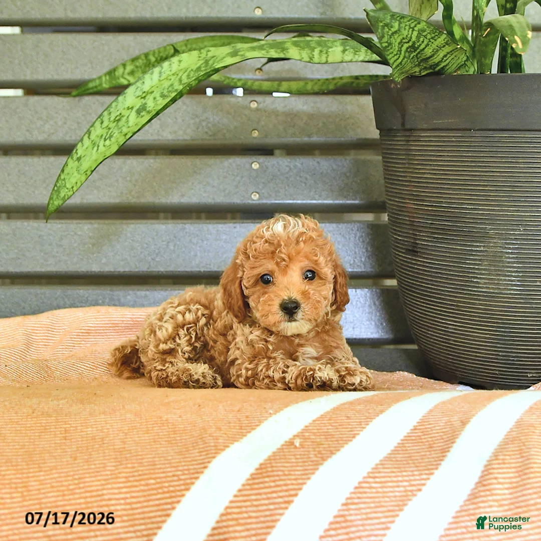 Miniature Poodle dogs for sale: Curtis - Ad 1