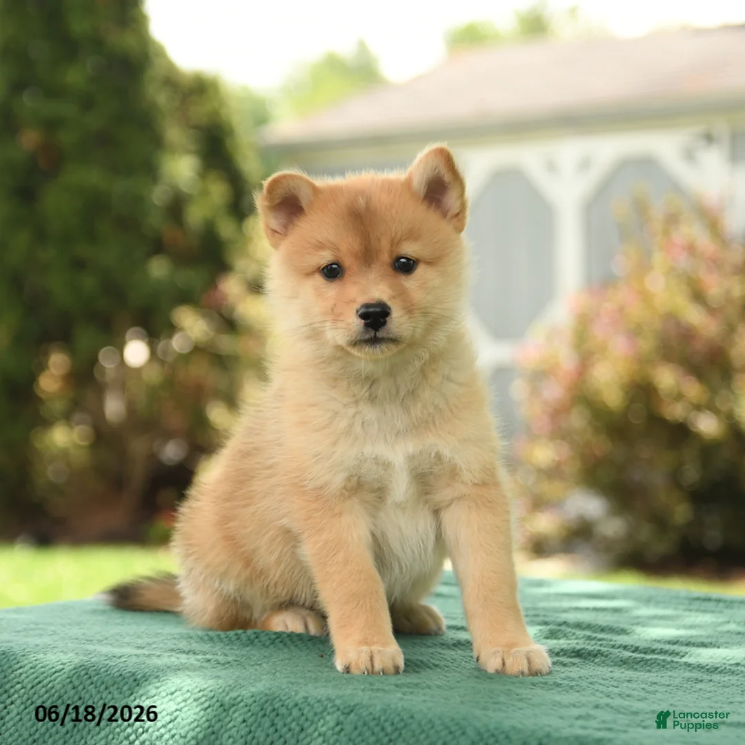 Pomsky dogs for sale: Kobey - Ad 2