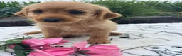 Labradoodle dogs for sale: Luna - Ad 3