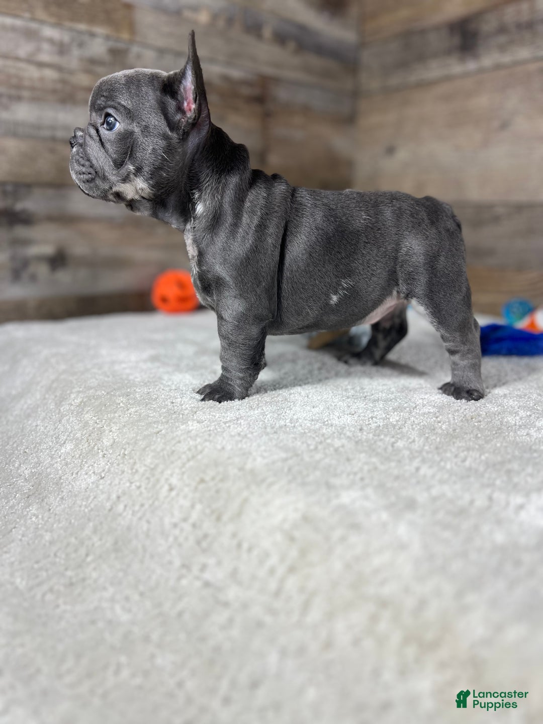 French Bulldog dogs for sale: Louie - Ad 3