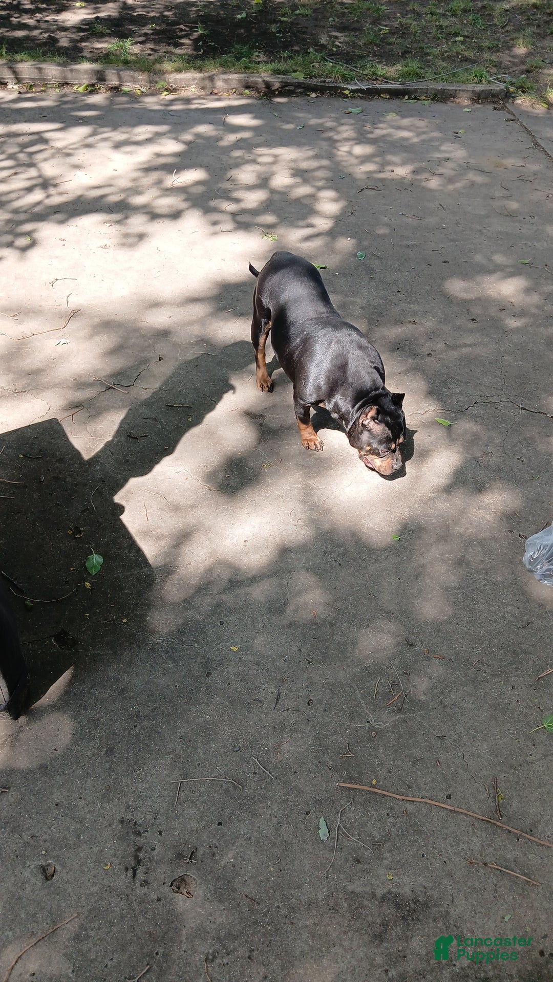 American Bully dogs for sale: American Bully Puppy 2 - Ad 5
