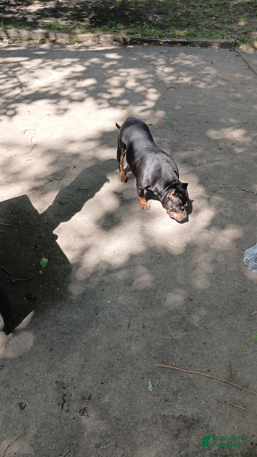 American Bully dogs for sale: American Bully Puppy 2 - Ad 5