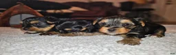 Yorkshire Terrier dogs for sale: Max - Ad 29