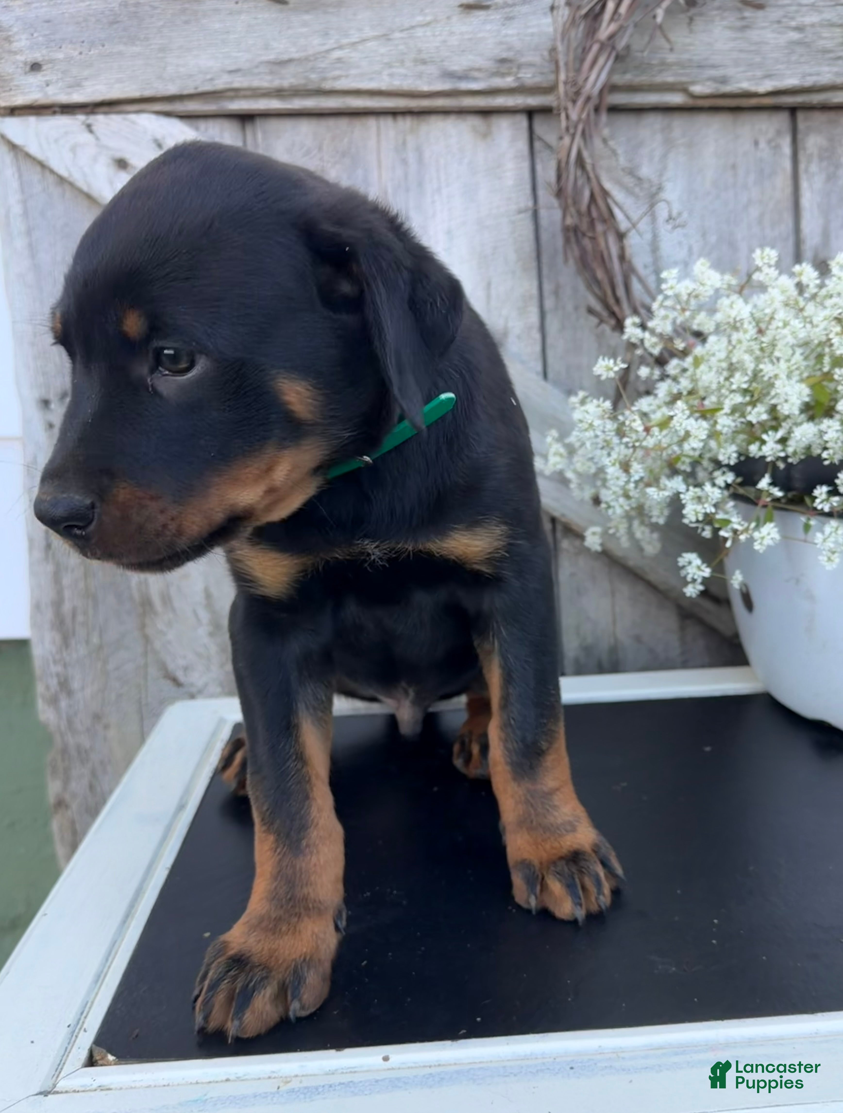 Rottweiler dogs for sale: Baxter - Ad 2