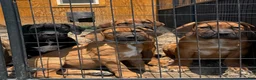 South African Boerboels dogs for sale: Legacy  - Ad 4