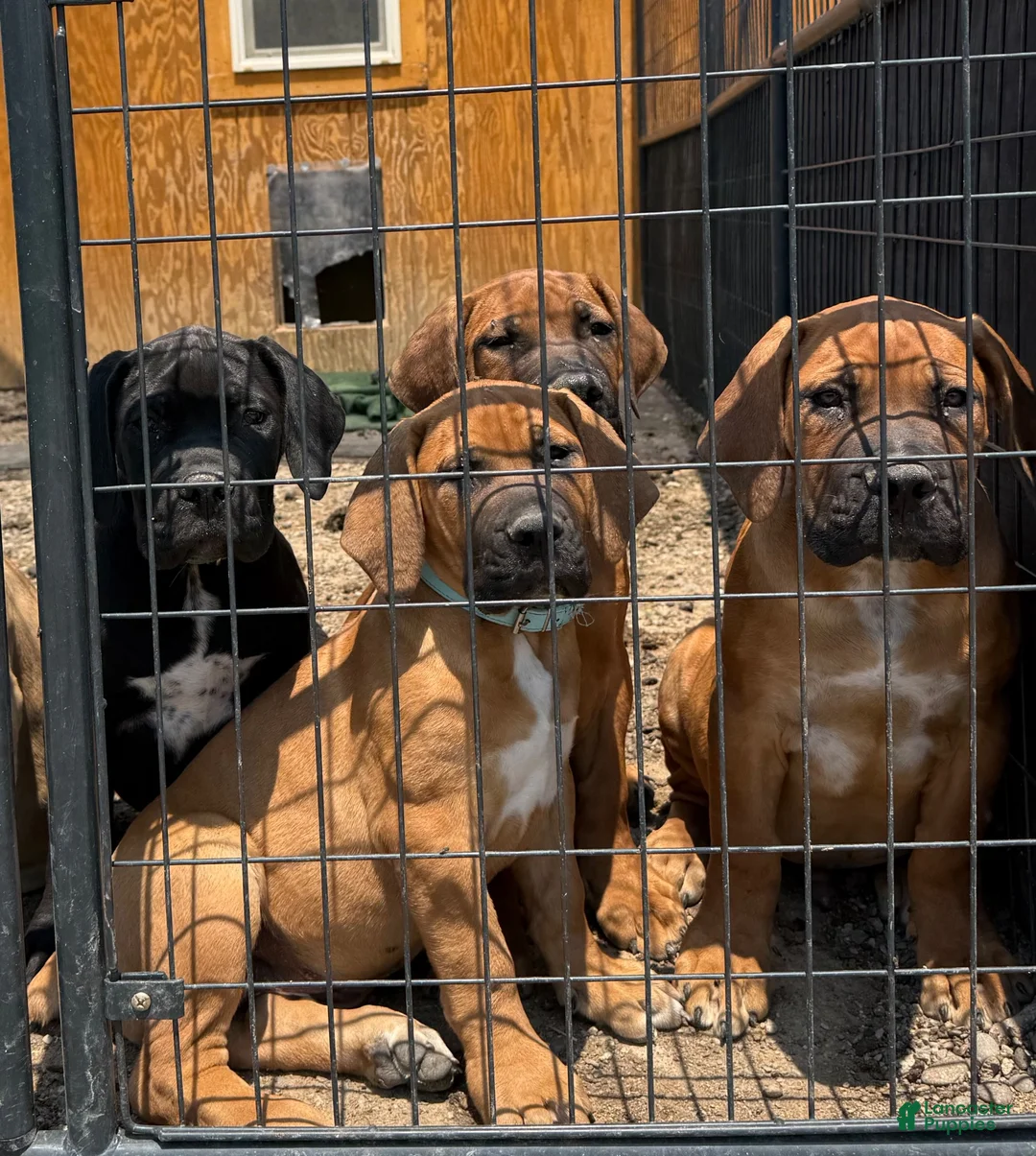 South African Boerboels dogs for sale: Legacy  - Ad 4