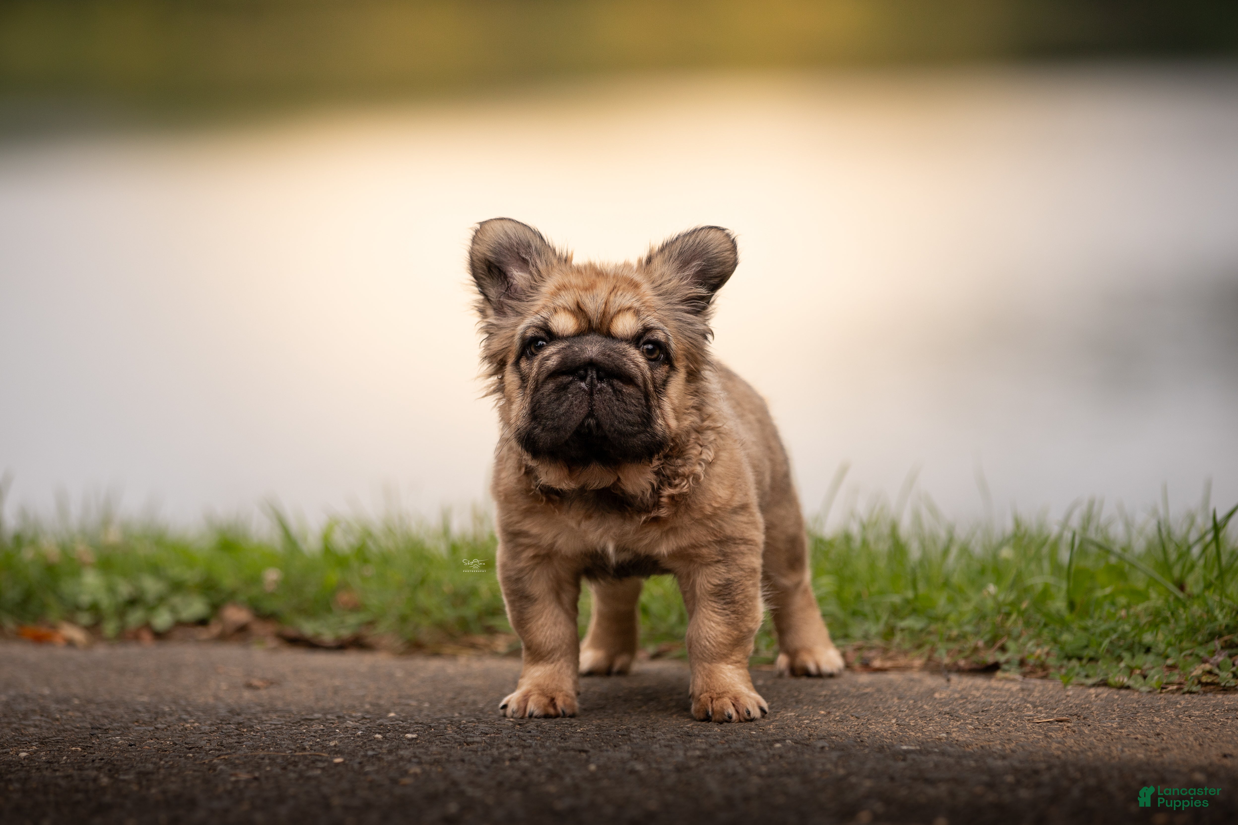 French Bulldog dogs Tomahawk  - Ad 39