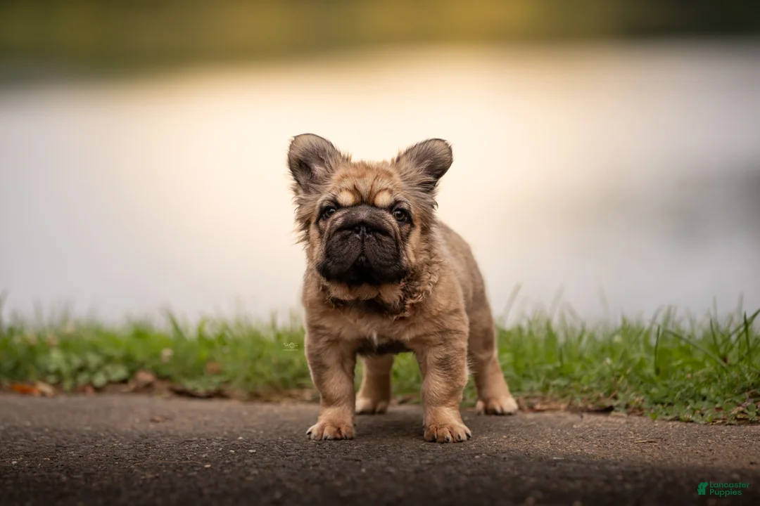 French Bulldog dogs for sale: Tomahawk  - Ad 1