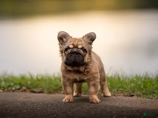 French Bulldog dogs Tomahawk - Ad 42