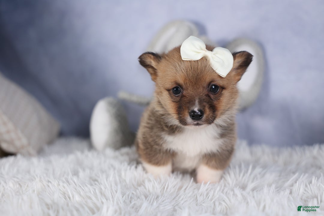 Welsh Corgi Pembroke dogs for sale: LITTLE CHIEF - Ad 16