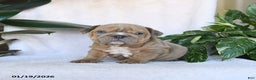 English Bulldog dogs for sale: Cupid - Ad 4
