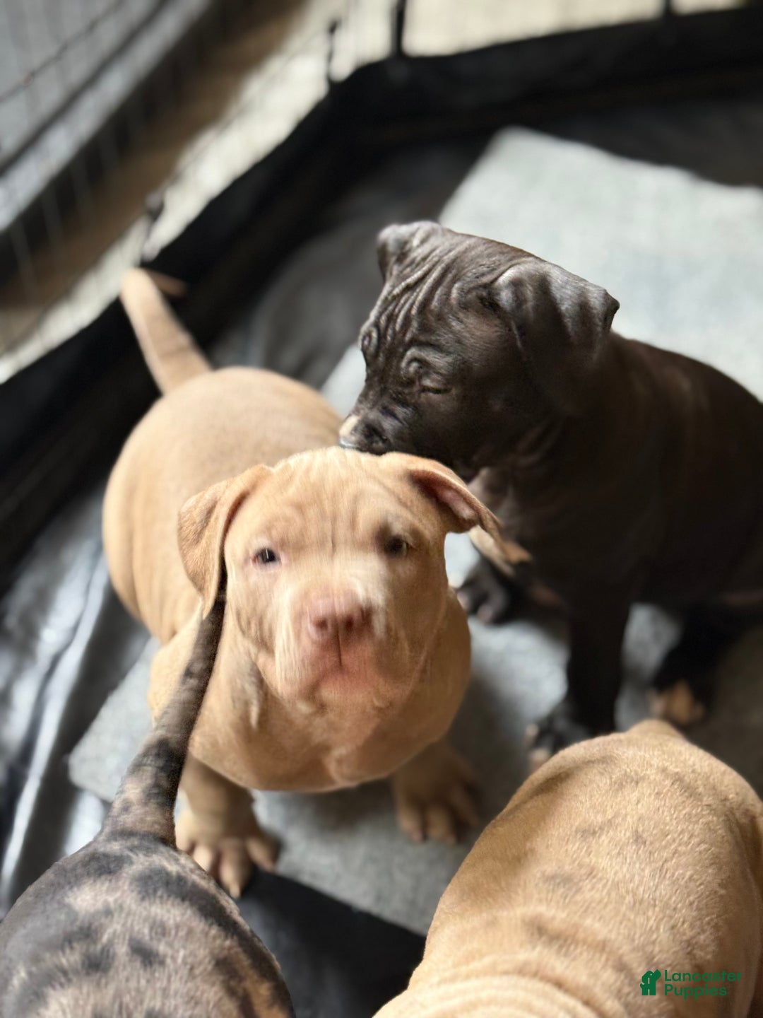 American Bully dogs for sale: Kobe - Ad 4
