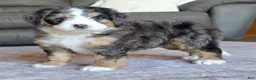 Mini Bernedoodle dogs for sale: Mini Bentley  - Ad 6