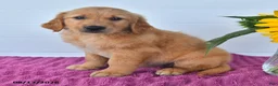 Golden Retriever dogs for sale: Carmel - Ad 3