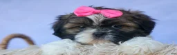 Shih Tzu dogs for sale: RUBY - Ad 3