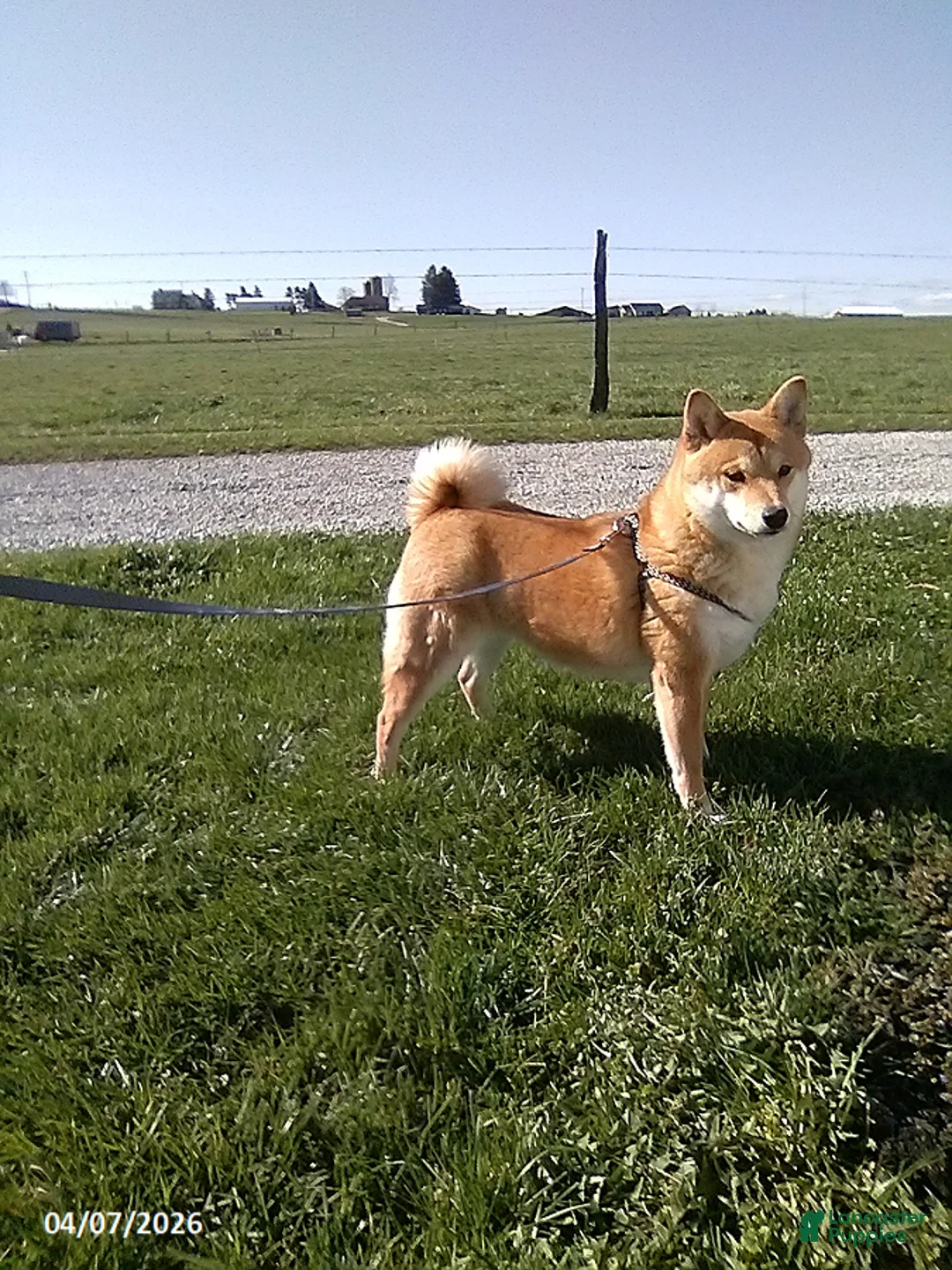 Shiba Inu dogs for sale: Goldilocks - Ad 1