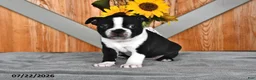 Boston Terrier dogs for sale: Tammy - Ad 3