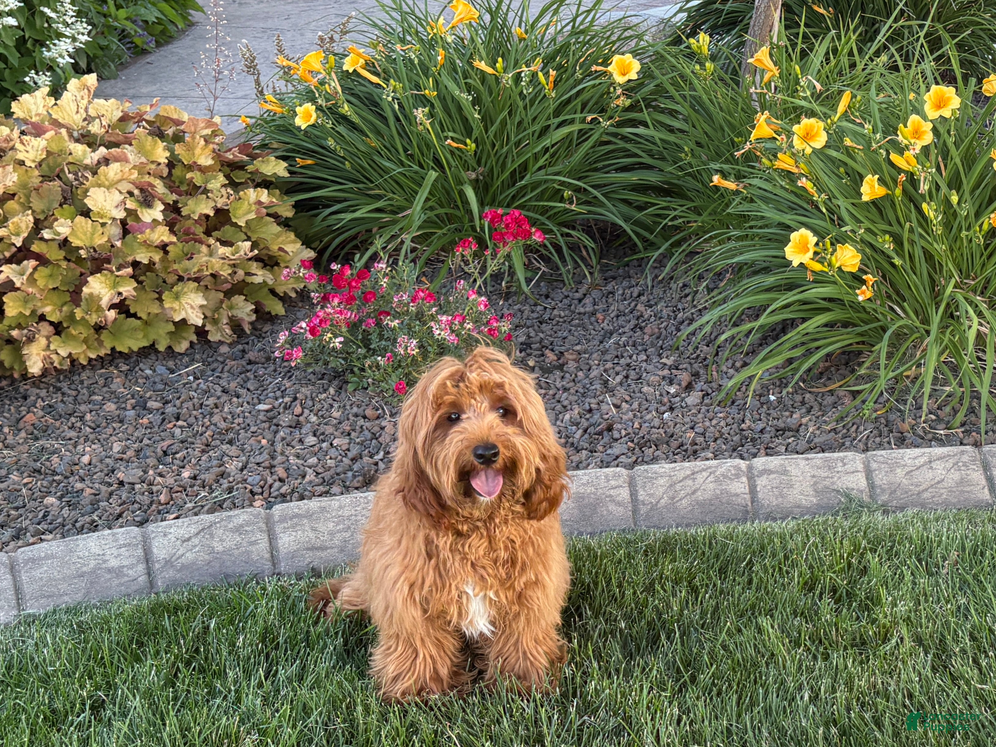 Cavapoo dogs Lyndon F1b  - Ad 2