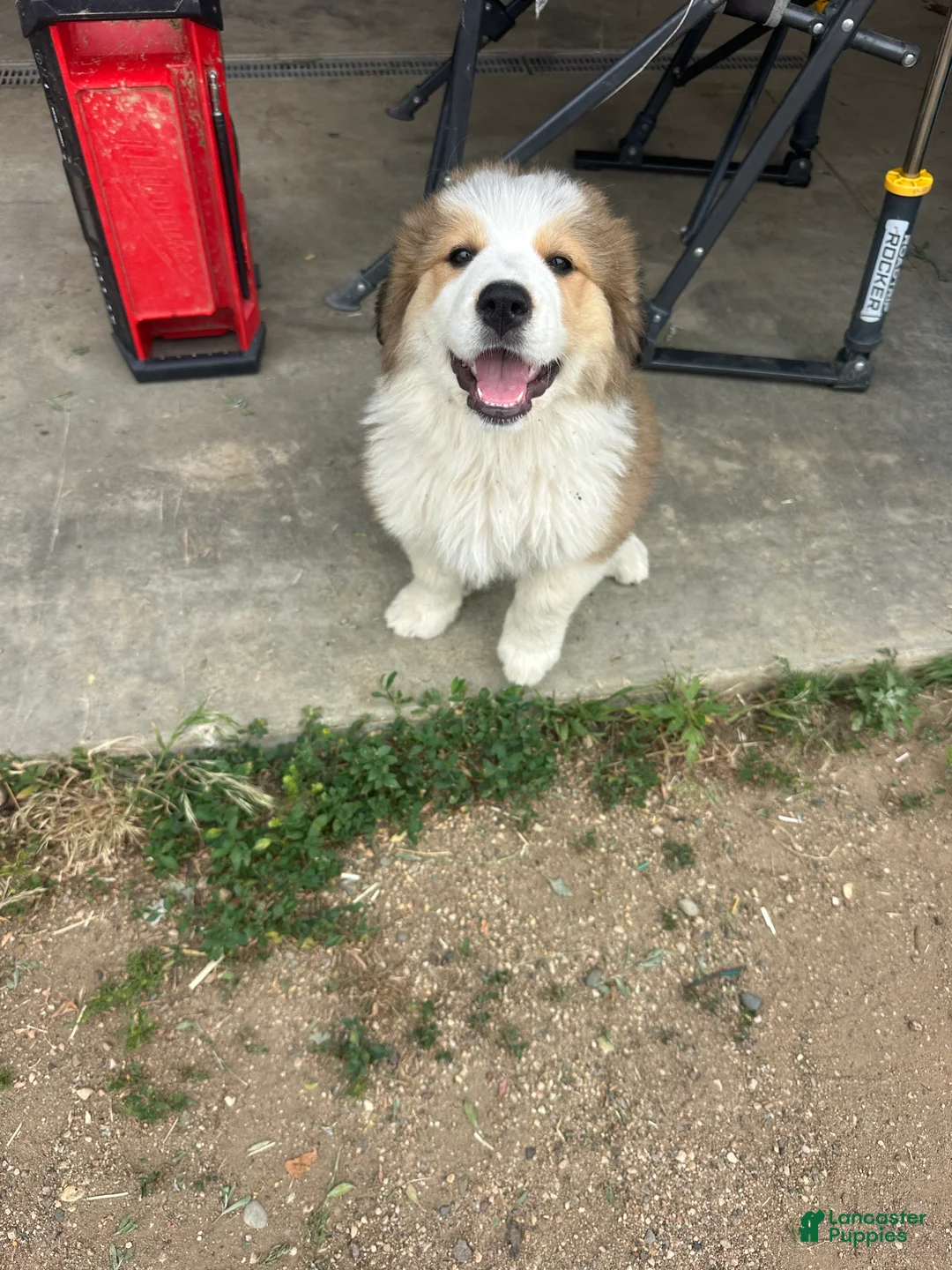 Mixed Breed dogs for sale: Willow  - Ad 1