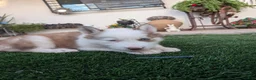 Siberian Husky dogs for sale: Siberian Husky 1 - Ad 2