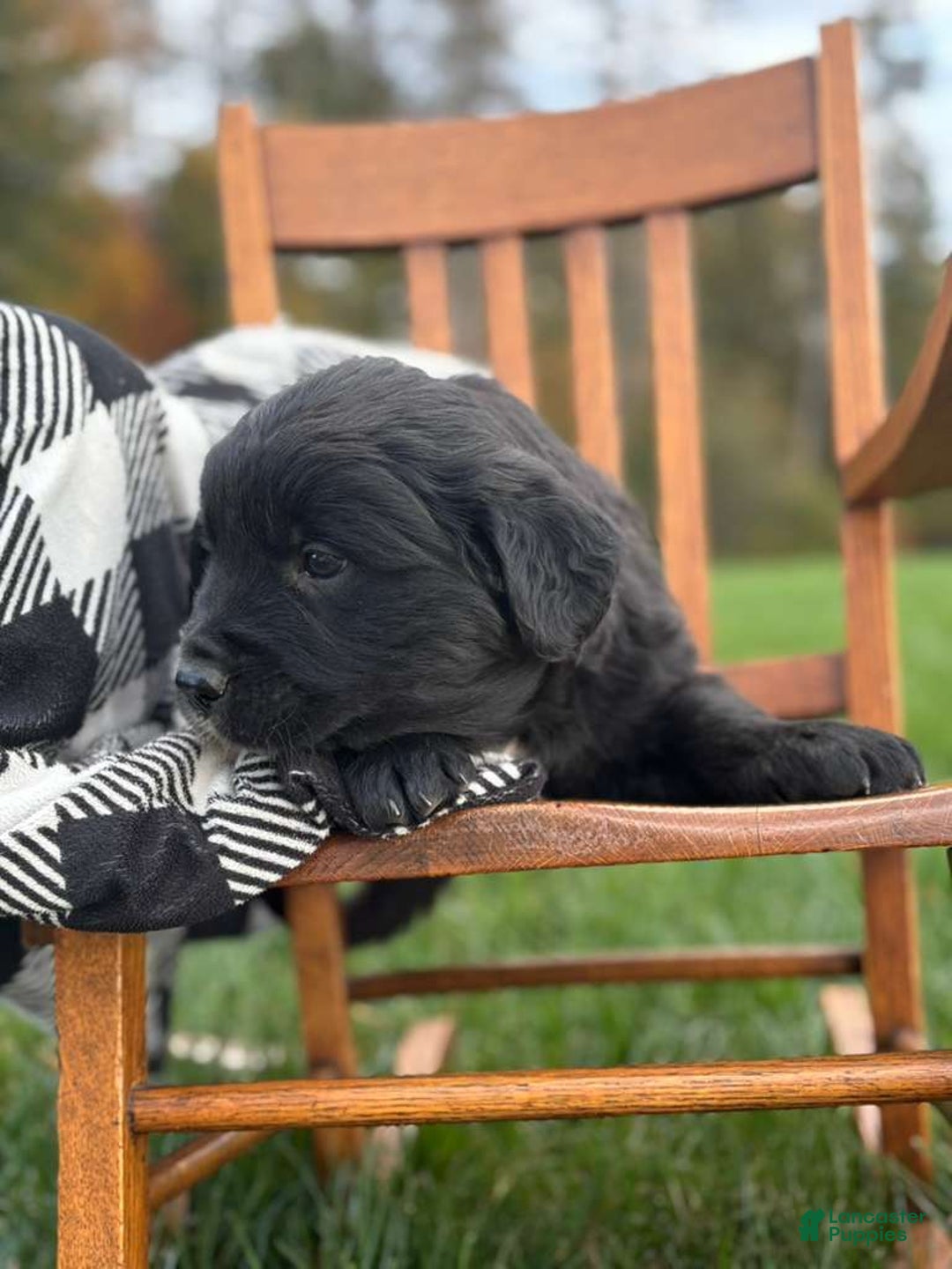 Mixed Breed dogs for sale: Mason - Ad 3