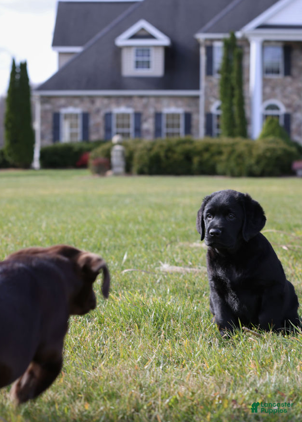 Labrador Retriever (Labrador, Female) in Columbia Cross Roads, PA