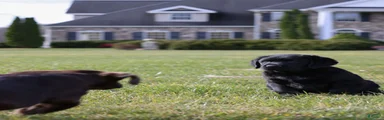 Labrador Retriever 7