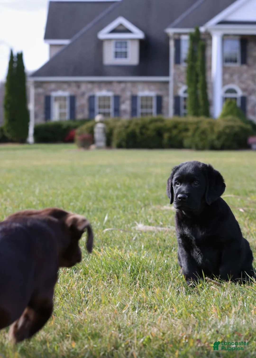 Labrador Retriever dogs for sale: Labrador Retriever 7 - Ad 1