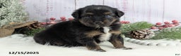 Toy Australian Shepherd dogs for sale: Brittlyn - Ad 5
