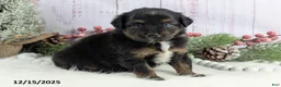 Toy Australian Shepherd dogs for sale: Brittlyn - Ad 28