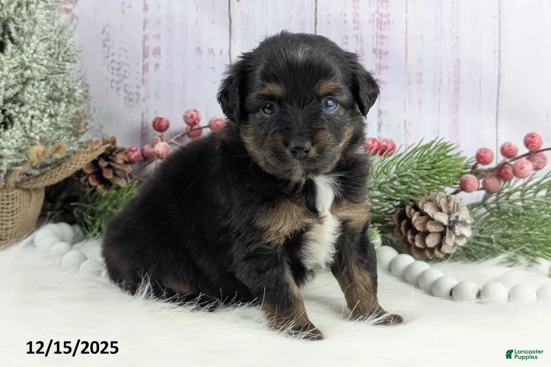 Toy Australian Shepherd dogs for sale: Brittlyn - Ad 28