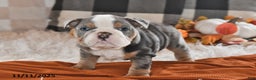Olde English Bulldogge dogs for sale: Jackson - Ad 8
