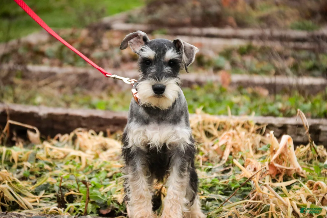 Miniature Schnauzer dogs for sale: Murphy - Ad 4
