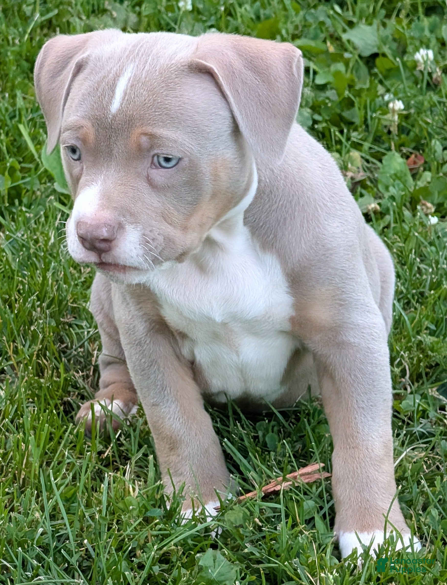 American Bully dogs American Bully 3- Teddy - Ad 1
