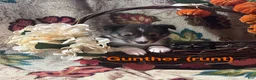 Shetland Sheepdog dogs for sale: Gunther - Ad 2