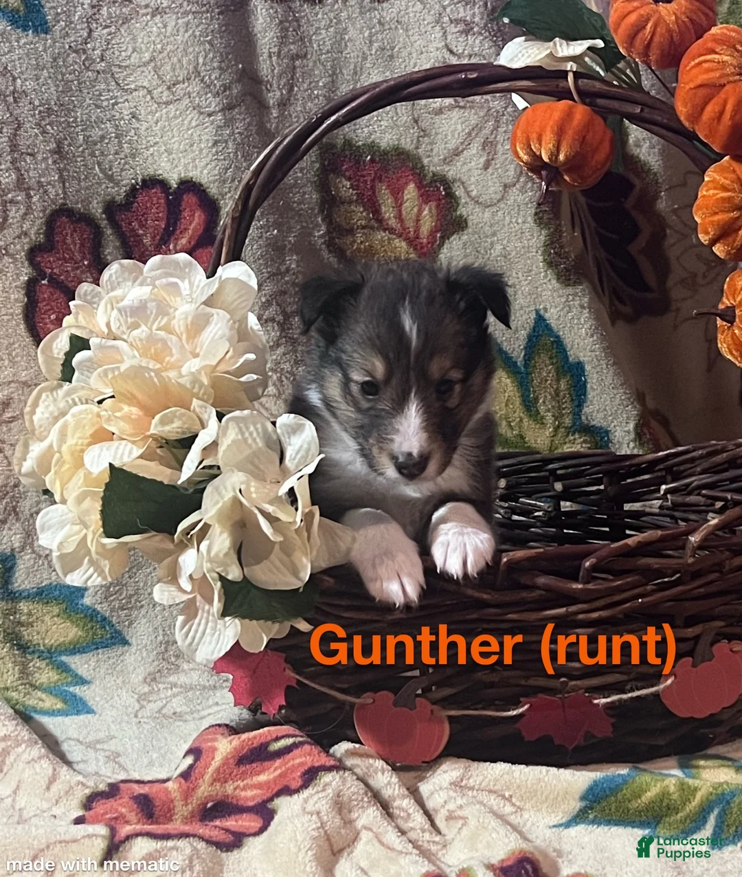 Shetland Sheepdog dogs for sale: Gunther - Ad 2