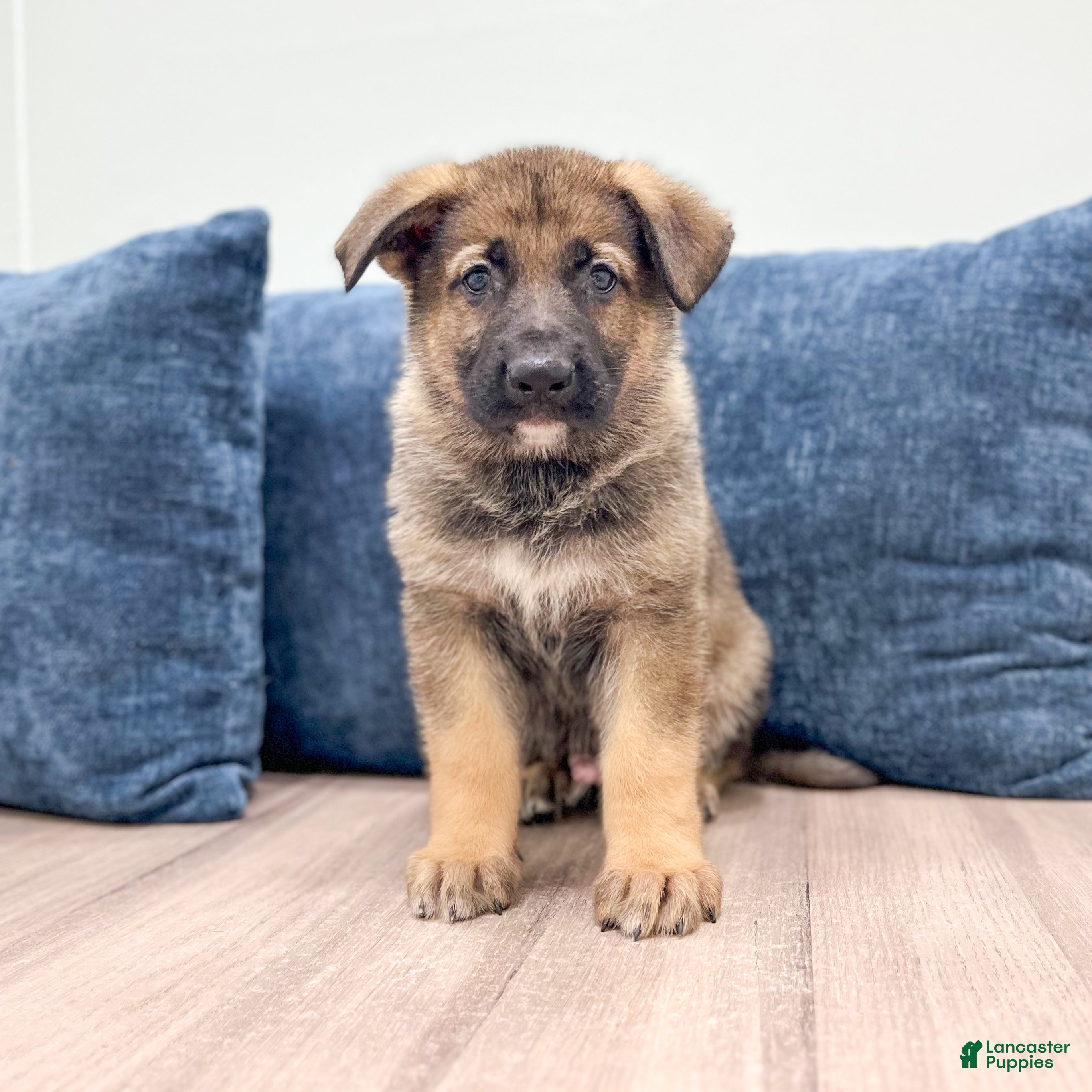 German Shepherd dogs Mickey - Ad 1