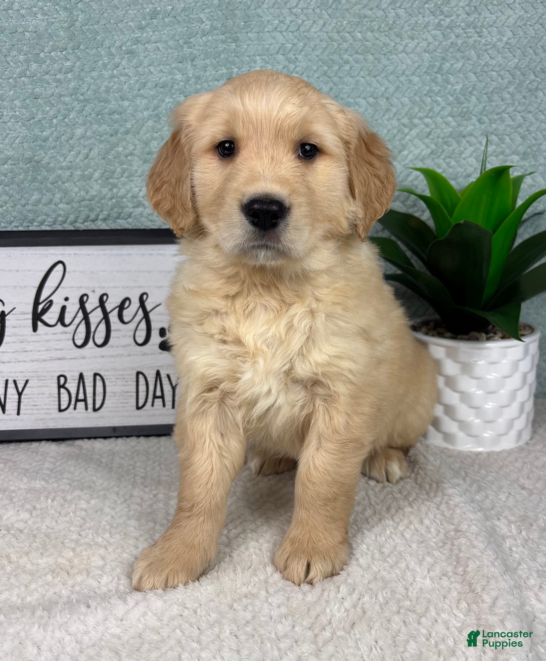 Golden Retriever dogs for sale: Gemma - Ad 5