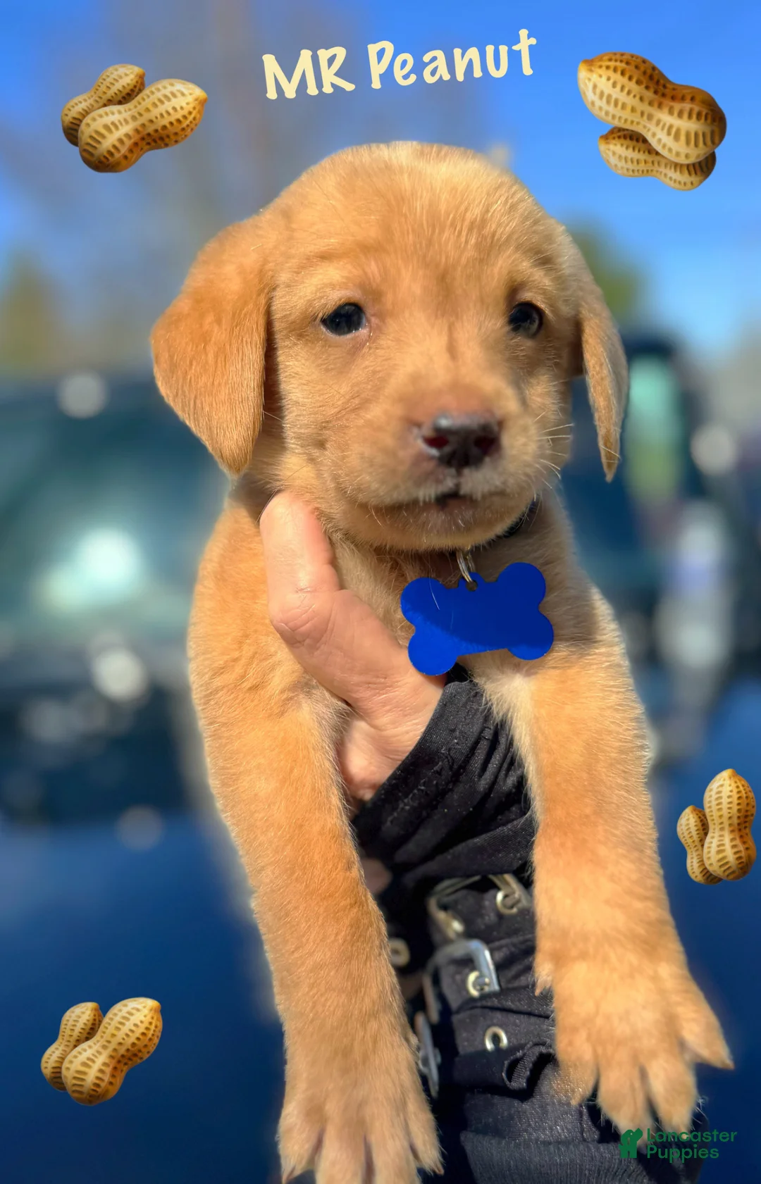 Labrador Retriever dogs for sale: Mr.peanut  - Ad 1