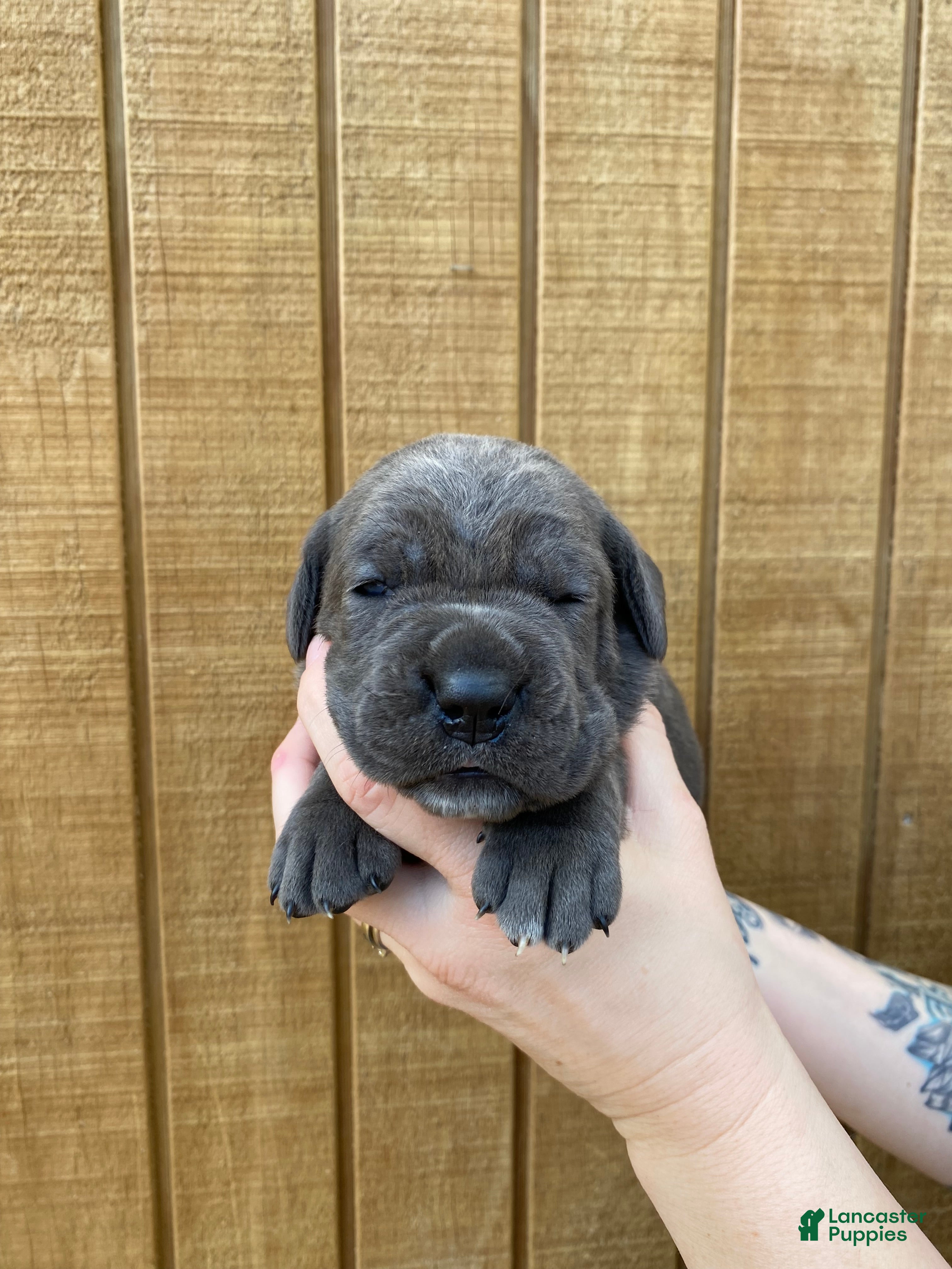 Cane Corso dogs Cane Corso Puppy 6 - Ad 2