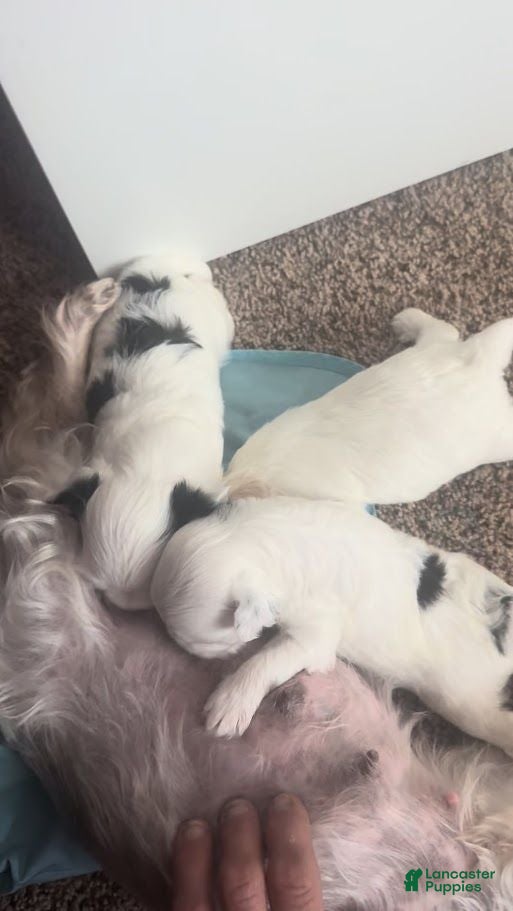 Malshi dogs Junie - Ad 2