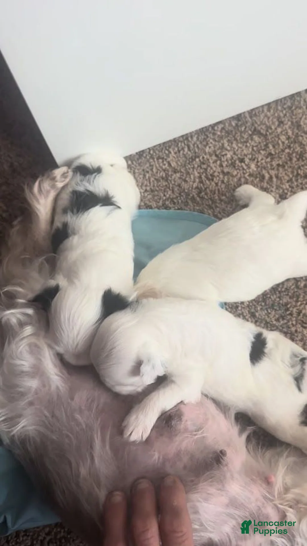 Malshi dogs for sale: Jojo - Ad 2