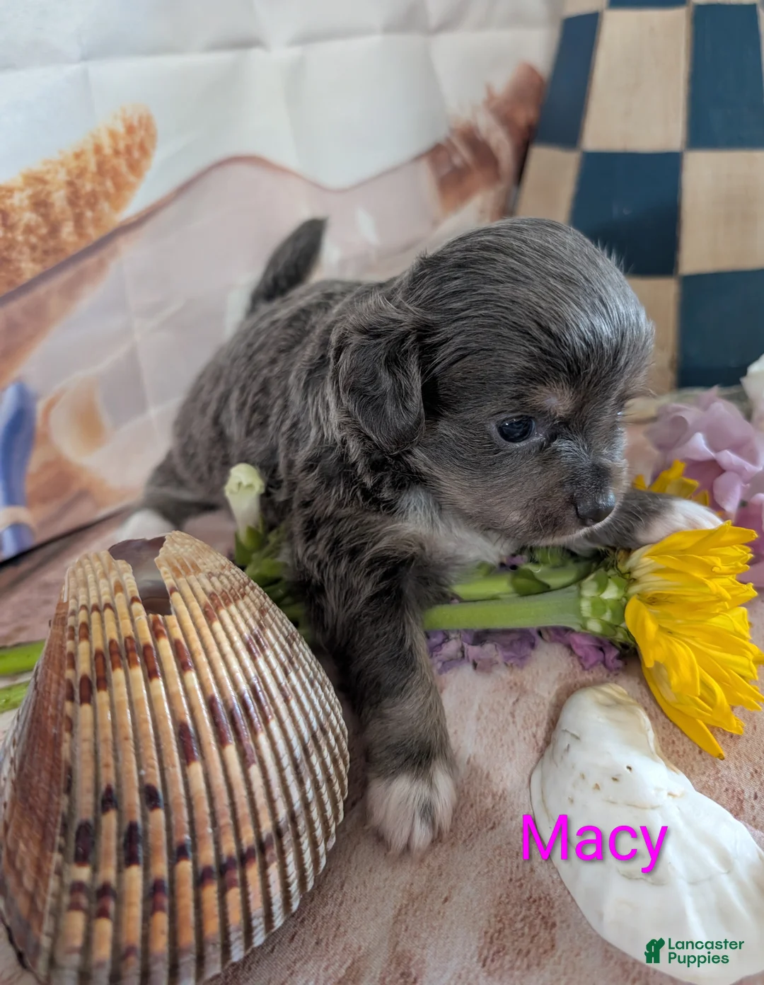 Chihuahua dogs for sale: Macy ACA - Ad 1