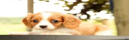 Cavalier King Charles Spaniel dogs for sale: Vanessa - Ad 4