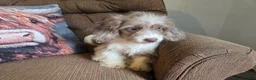 Cockapoo dogs for sale: Boys - Ad 8