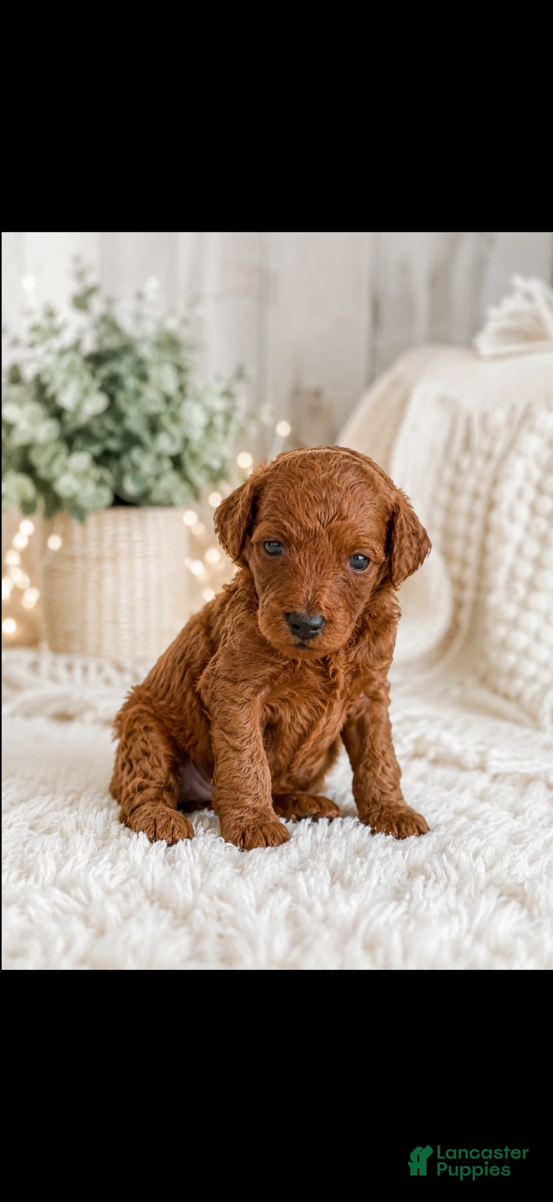 Toy Poodle dogs for sale: Toy Poodle 4 - Ad 2