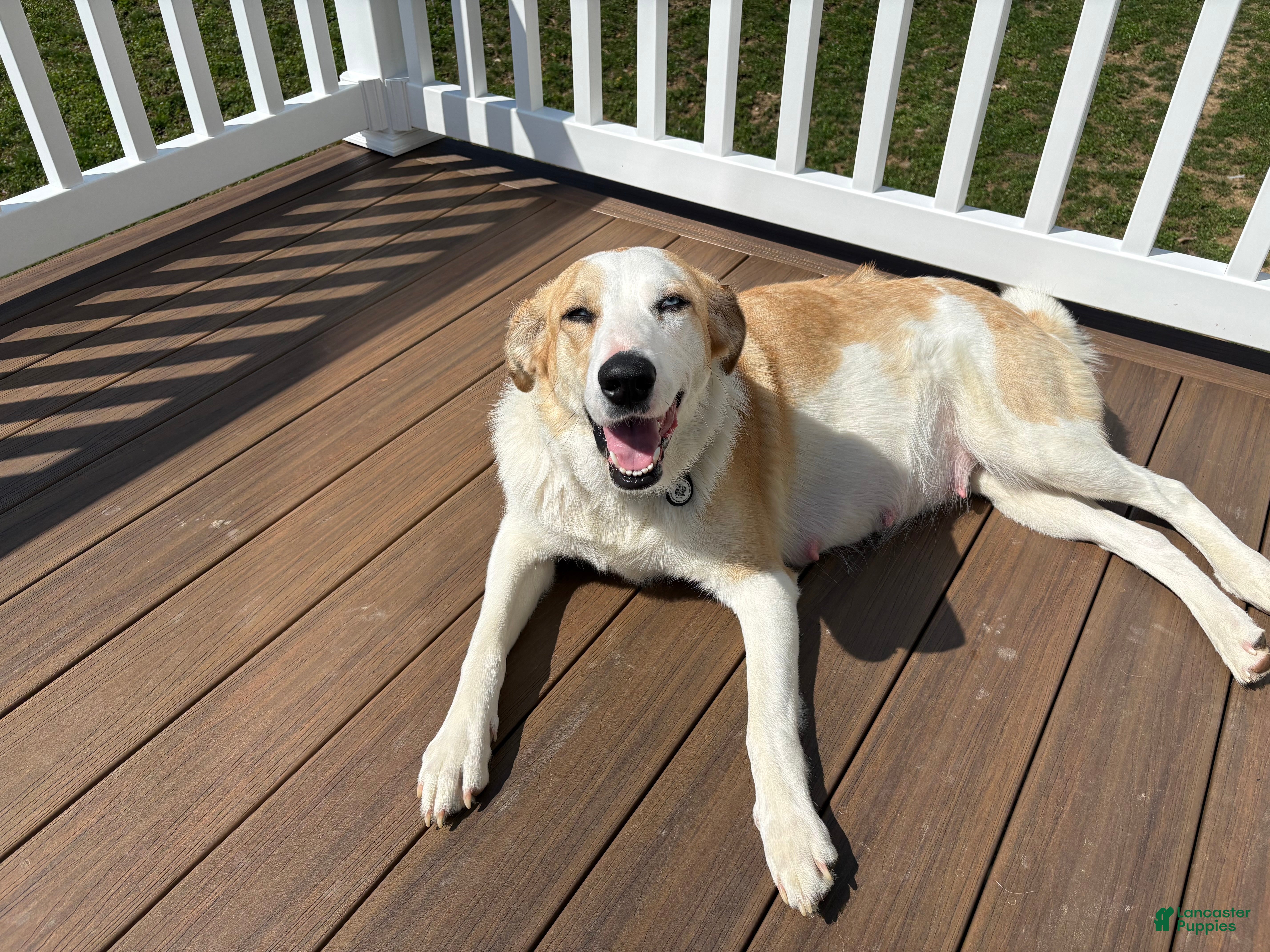 Arlo
