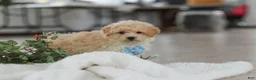 Maltipoo dogs for sale: Bodie - Ad 9