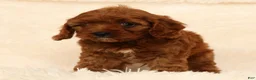 Cavapoo dogs for sale: Roger - Ad 4
