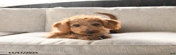 Miniature Labradoodle dogs for sale: Rusty - Ad 5